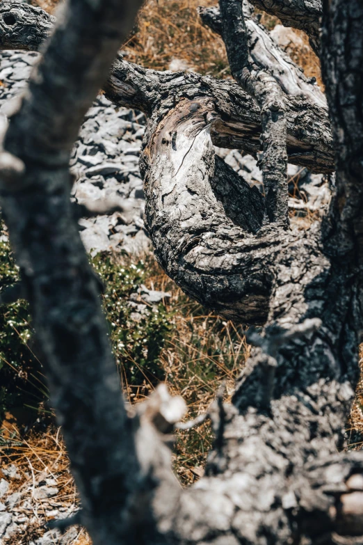 a fruit tree is growing in the rocks