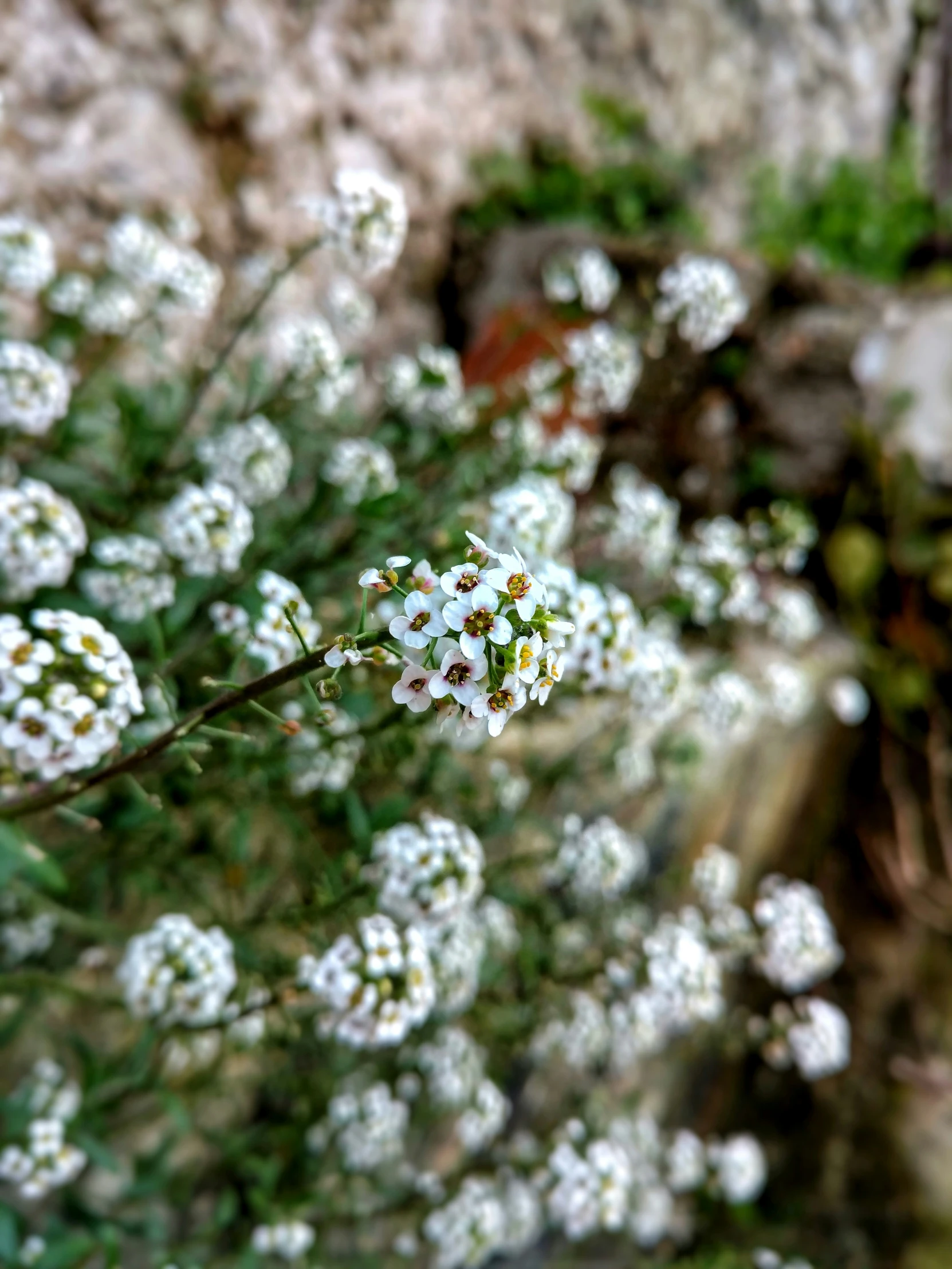 white wild flowers against a wall in the spring