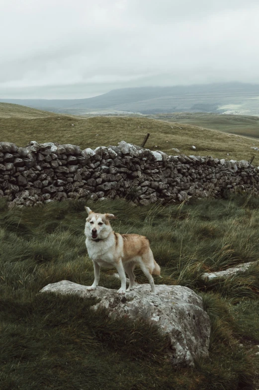 a dog is standing on top of a rock