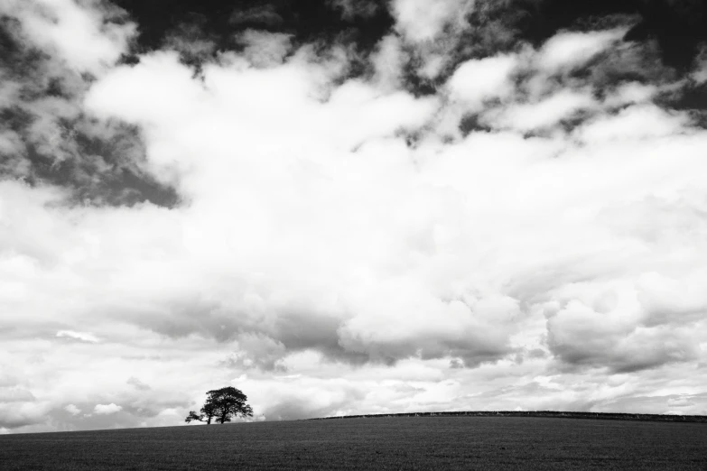 two trees are in the field under cloudy skies