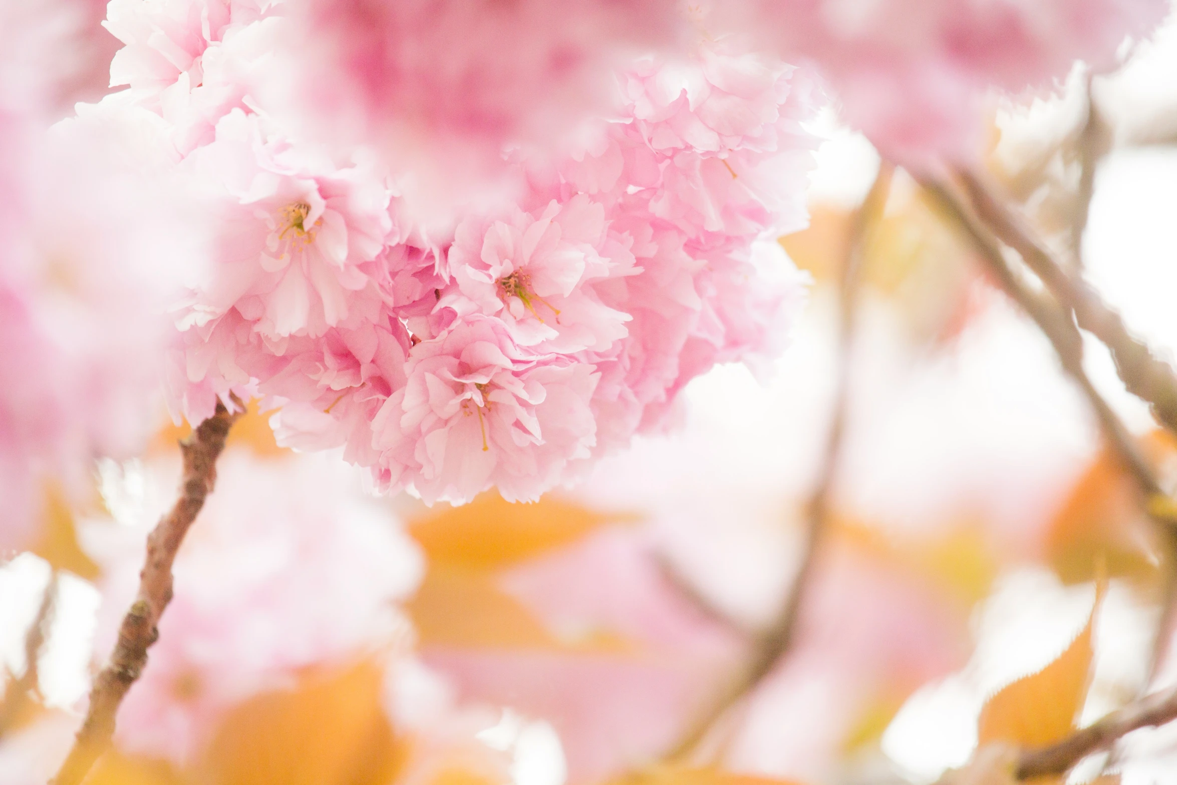 a close up of a blooming cherry blossom tree