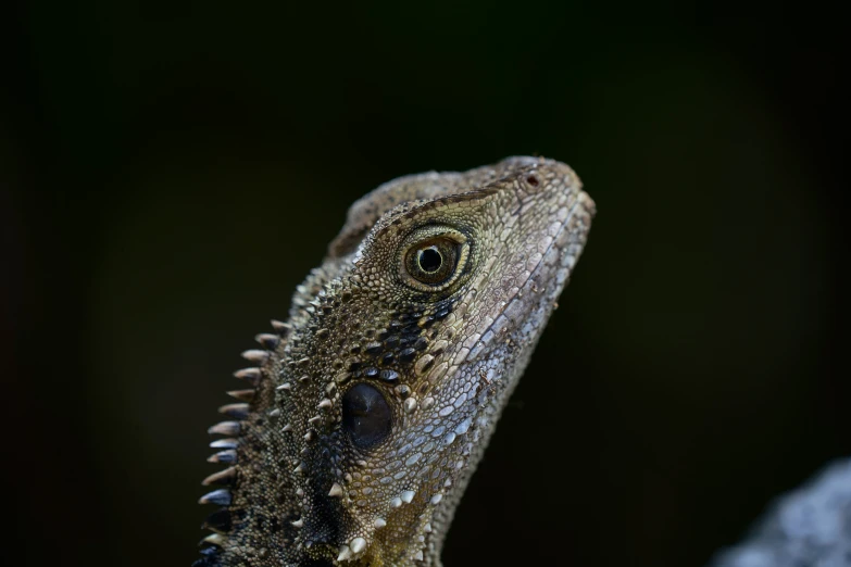 a close up s of a head of a lizard