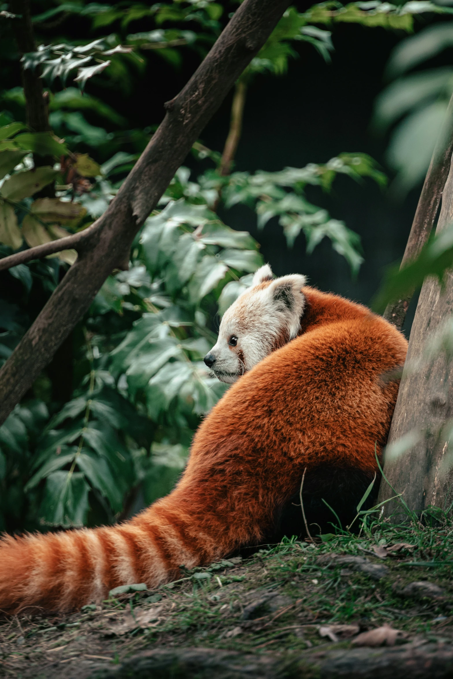 an image of a red panda that is laying down