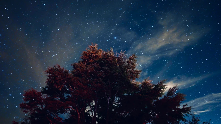 night sky over tree and bench on dirt road