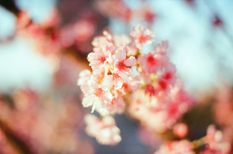 small pink flowers on a tree with green leaves