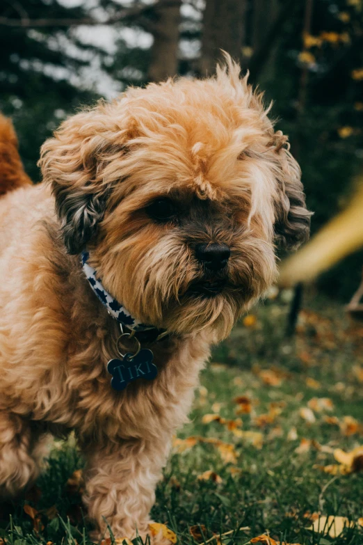 a dog is on the grass with fall leaves