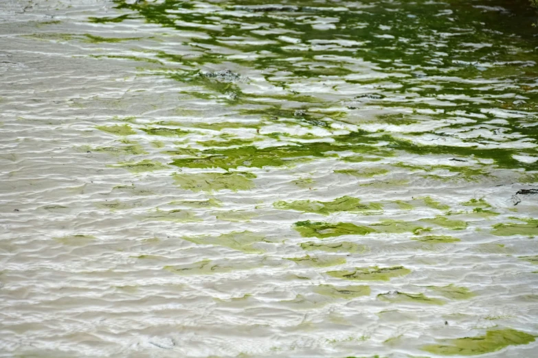 the area near the water has algae all over it