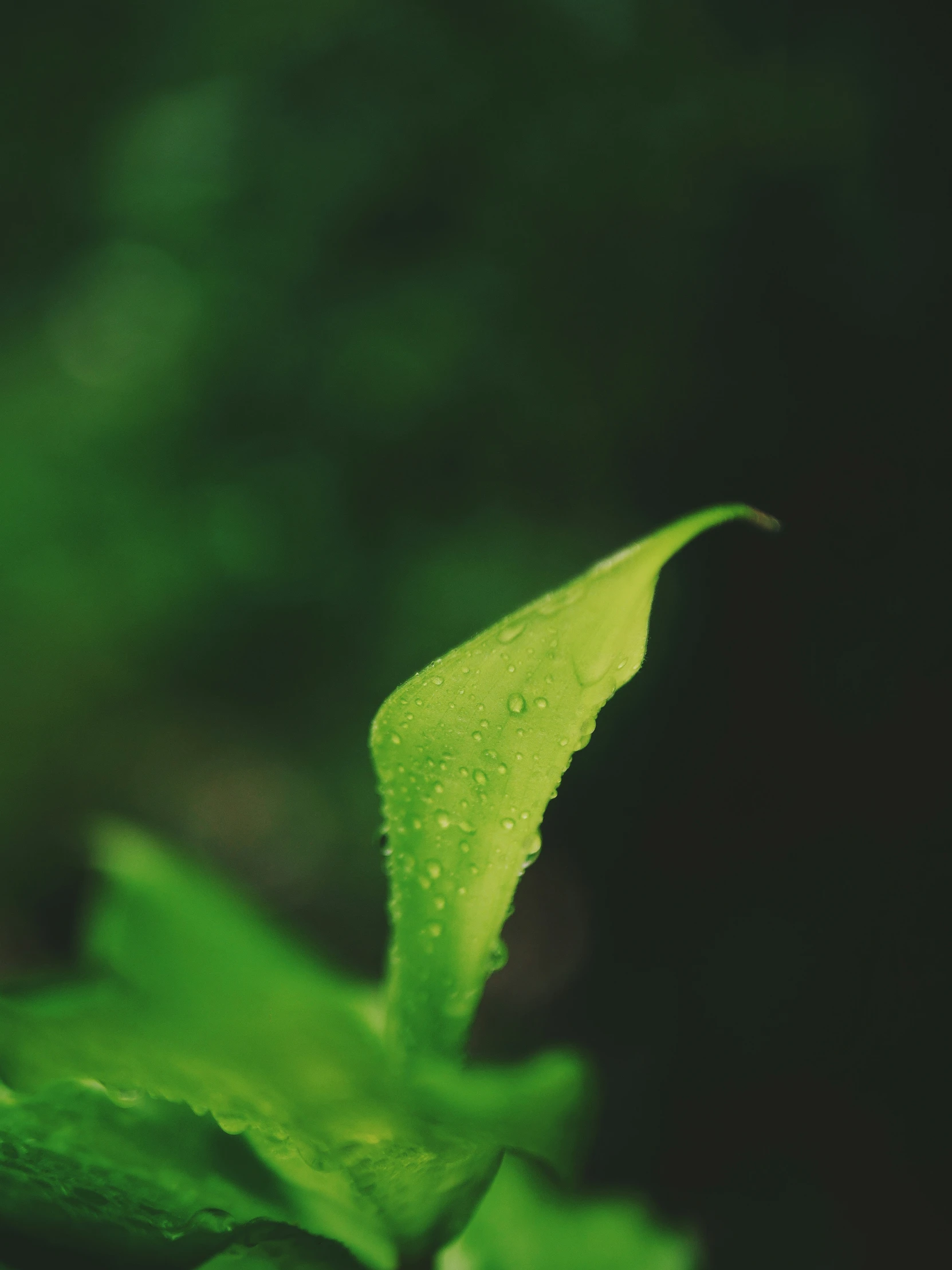 a green plant with dewdrops sitting on the leaf