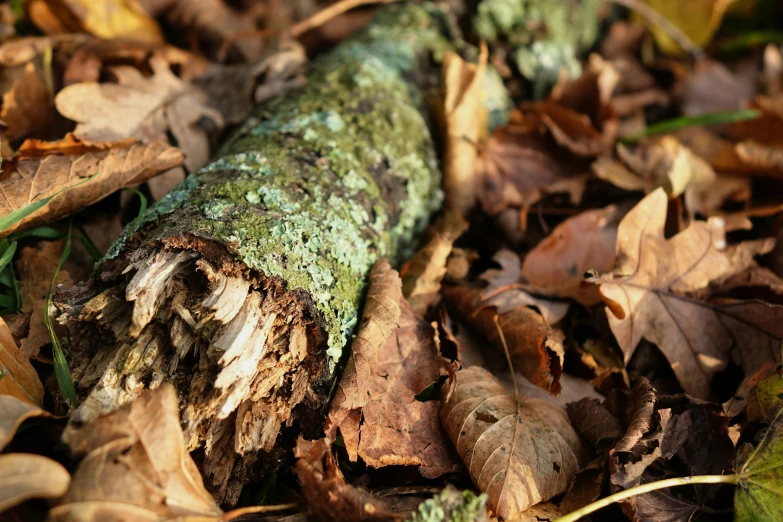 there is a green log lying on the ground in the woods