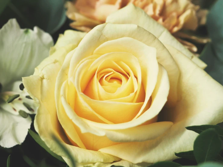 a yellow rose in the center of flowers