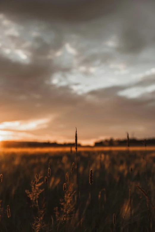 field with flowers and grass under cloudy skies