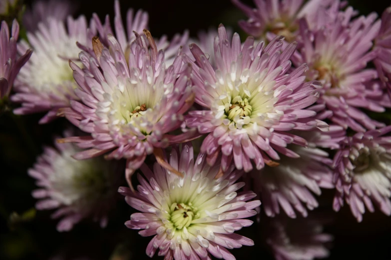 several flowers on the same pink flower head