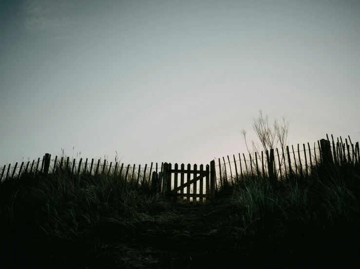 silhouette of a wooden fence behind tall grass