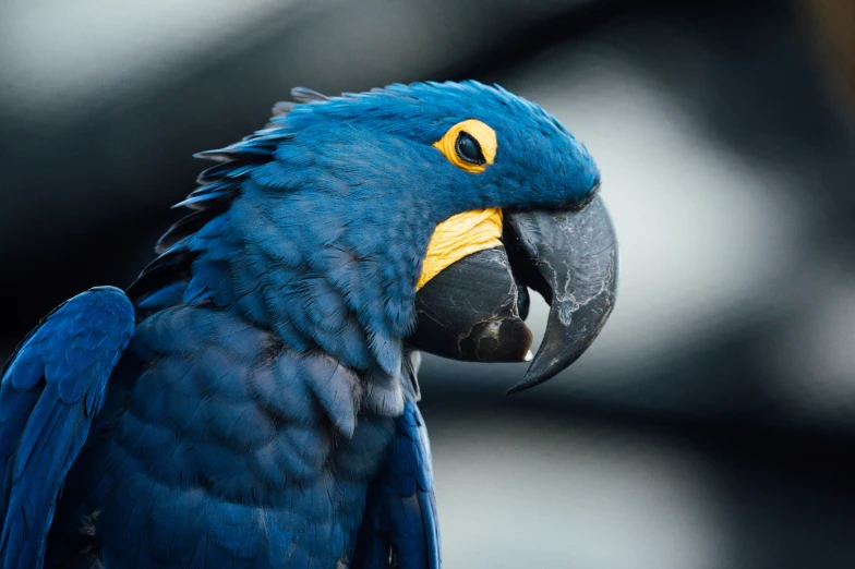 blue and yellow bird is close up on the arm