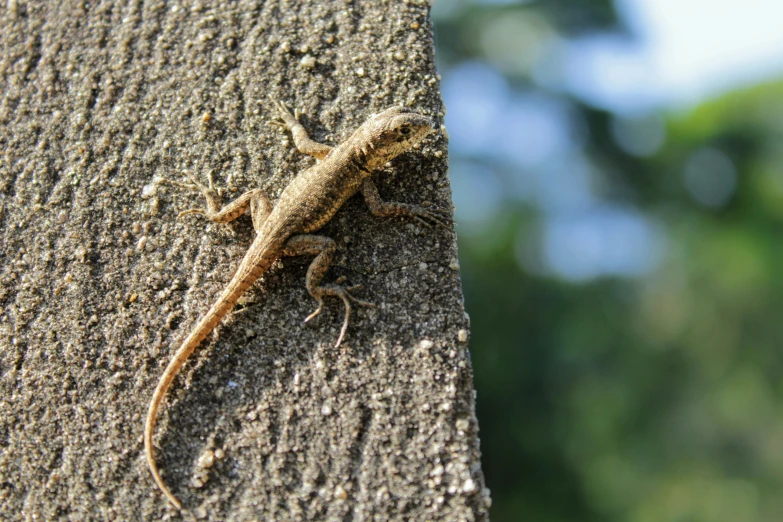 there is a small lizard on the wall