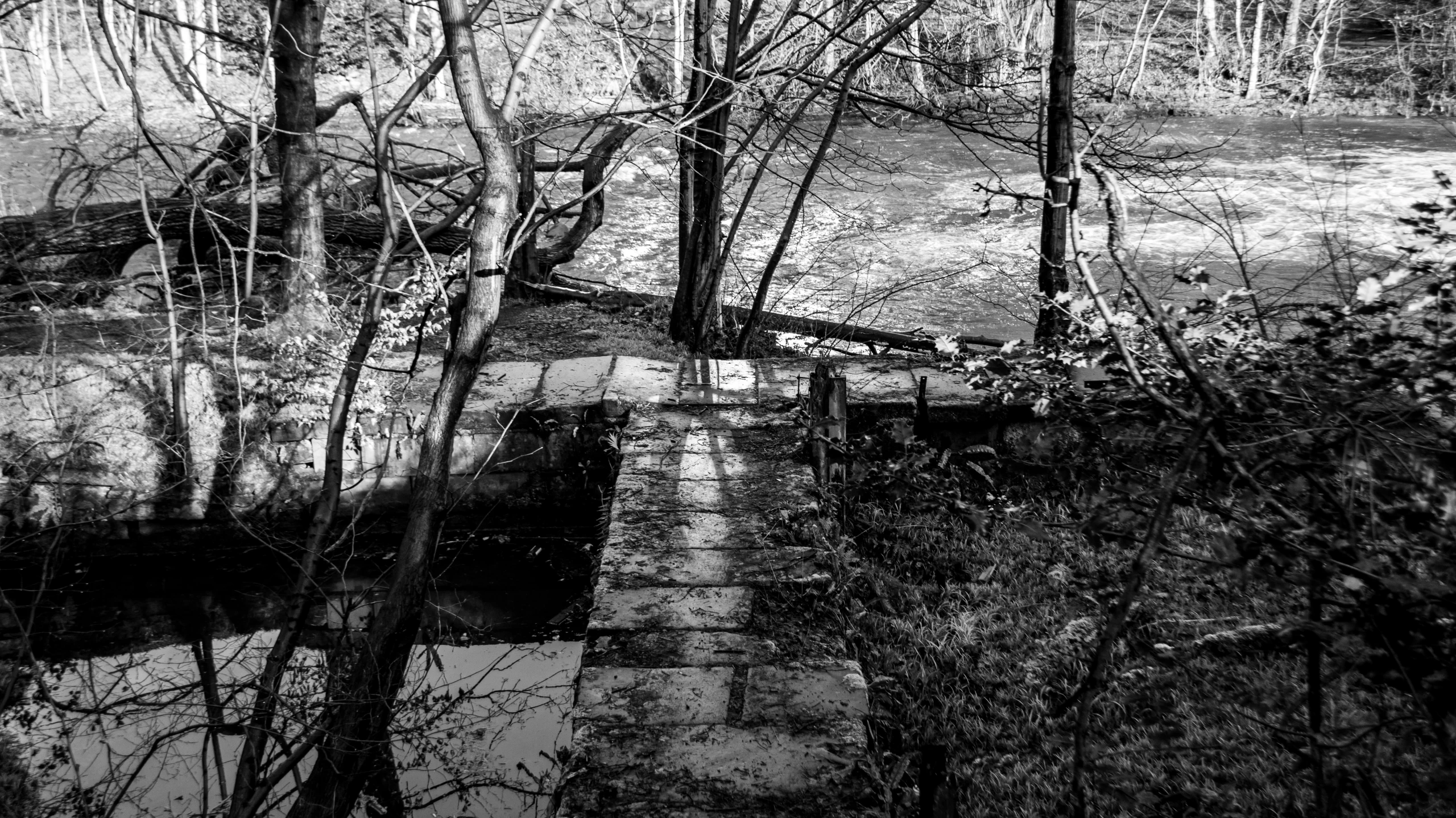 a very dark picture with trees and the water