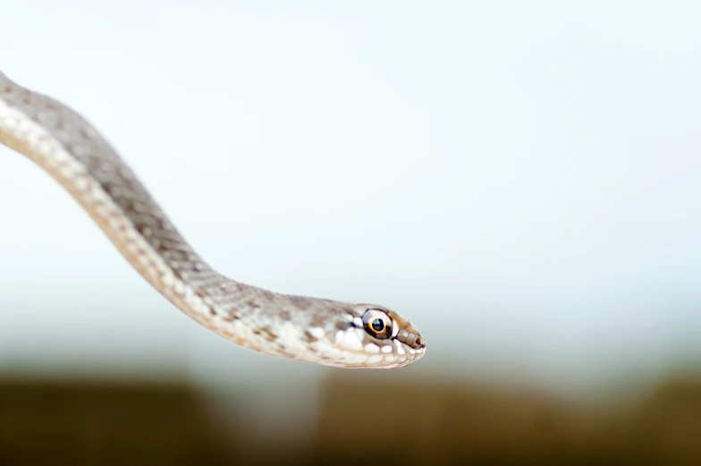 a gray snake with black spots that looks to be facing the camera