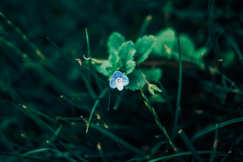 a small flower on a green stalk in the grass