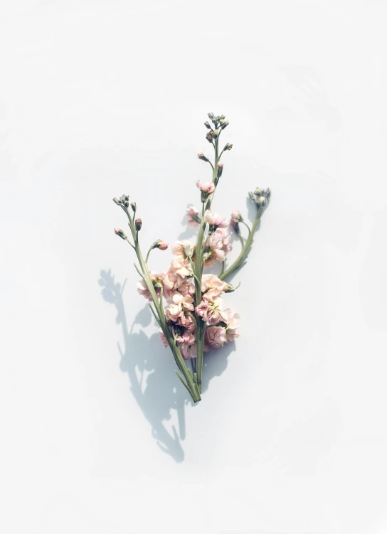 a close up of a flower with long stems on a white background