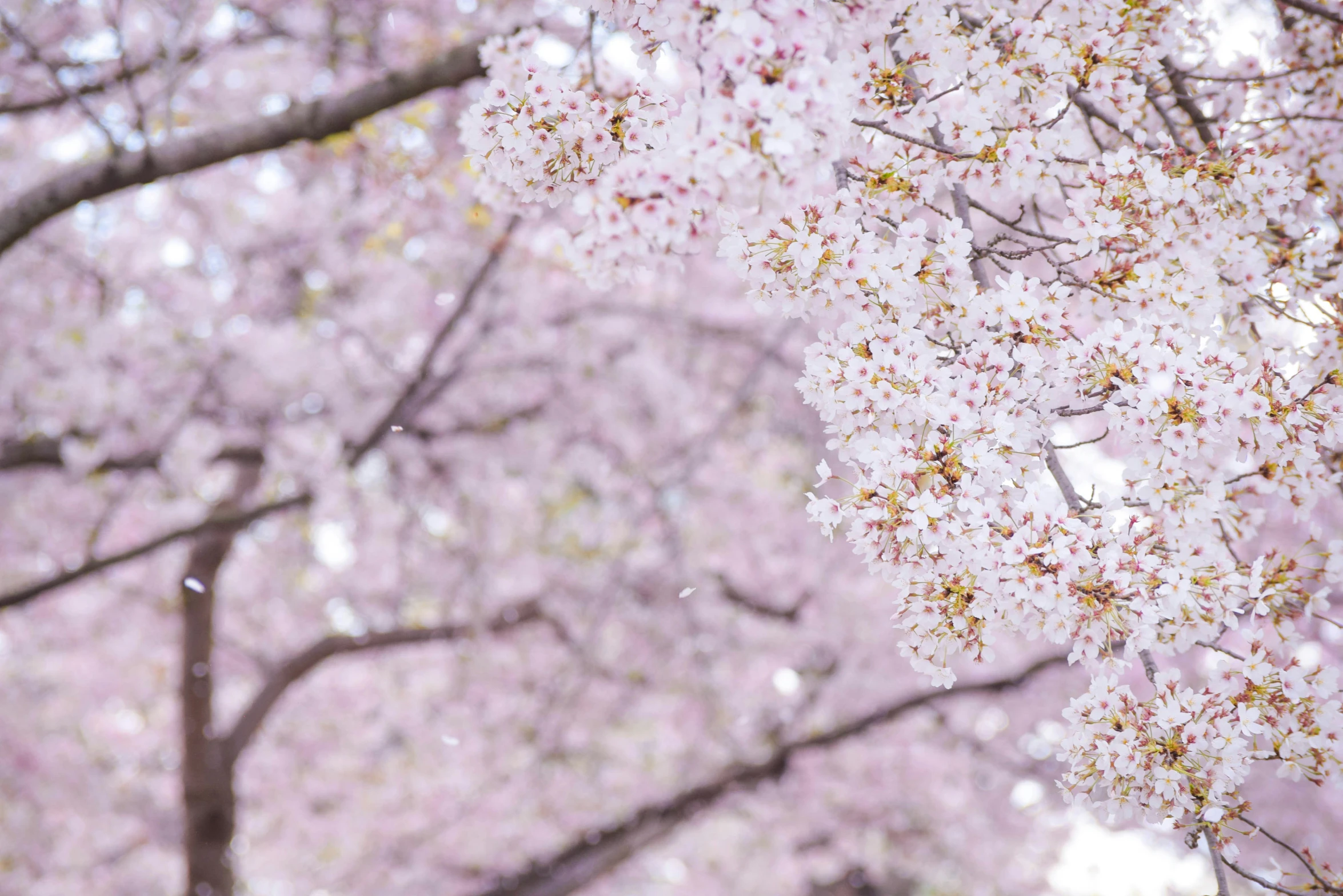 tree's blossoming pink blossoms are in full bloom