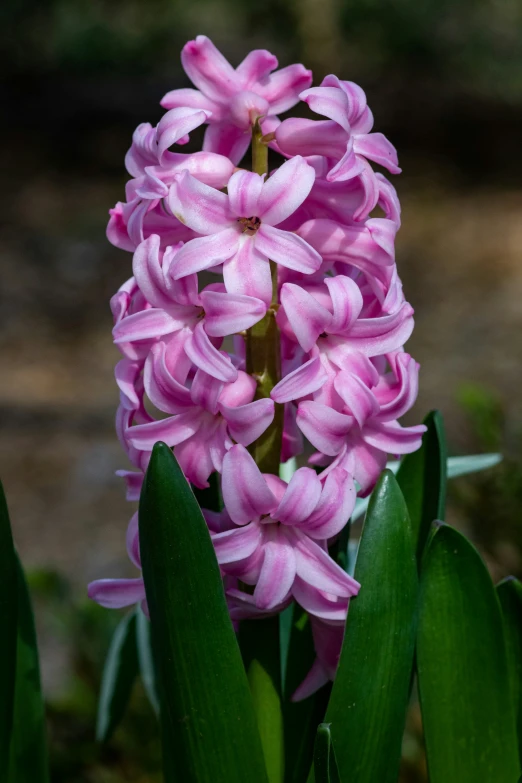 the bright purple flowers bloom along the edges of the flowerbed