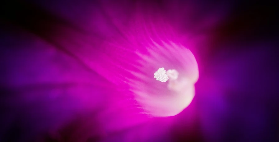 a purple and white flower with the center of petals