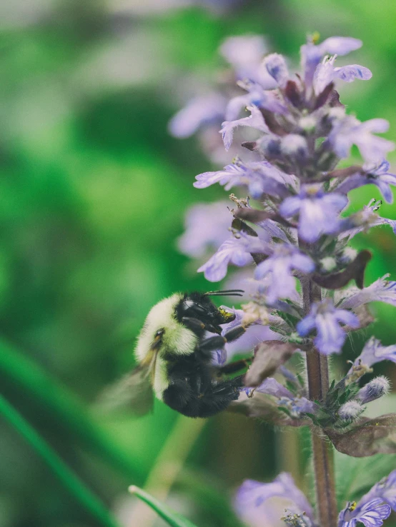 the bum is standing on a flower in the grass