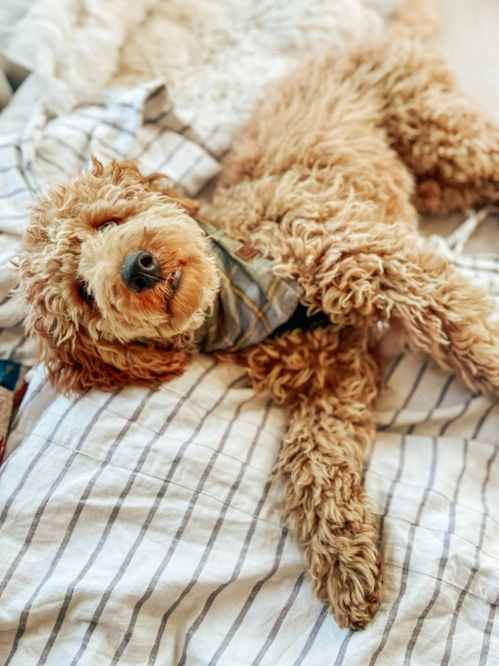 a dog laying on a bed next to a blanket