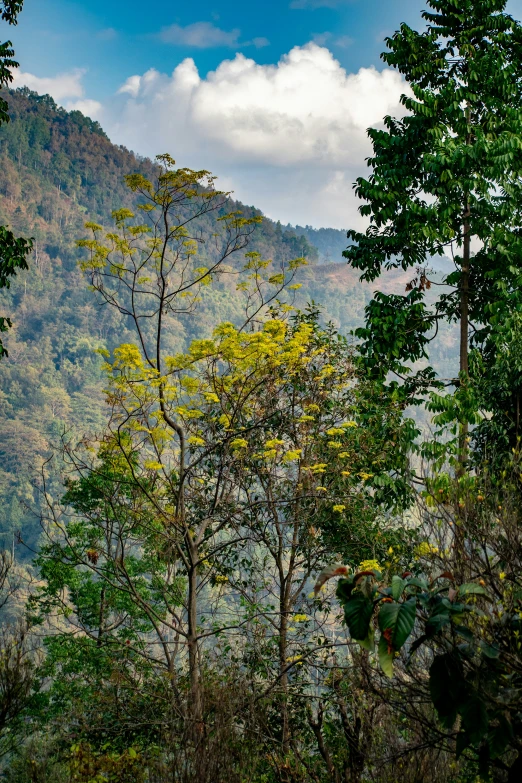 the trees are in the woods next to the mountain