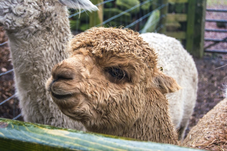 two brown and white alpacas standing beside each other