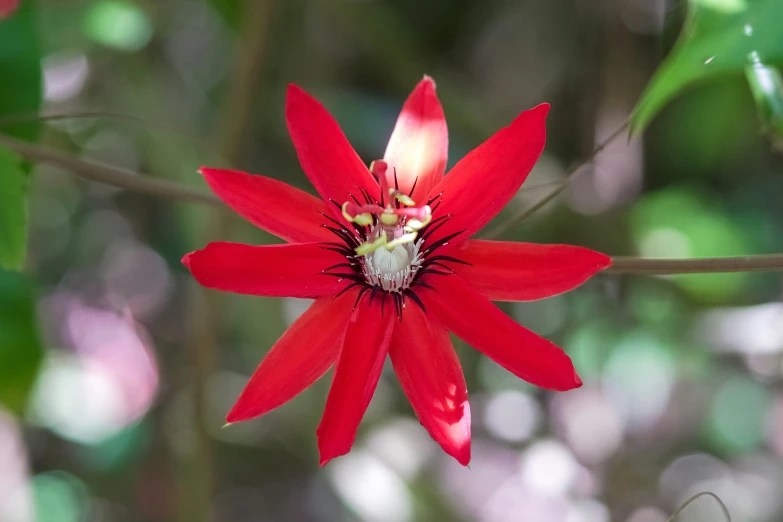 a red flower with a green background