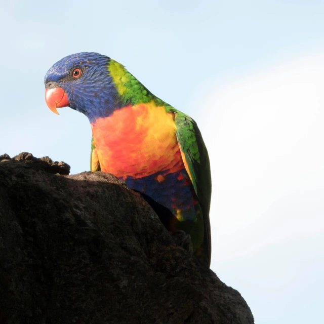 a colorful parrot is sitting on a rock