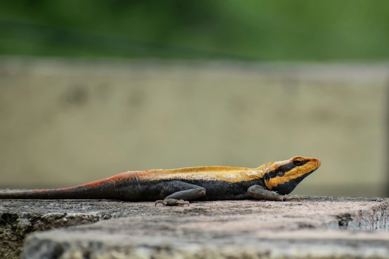 a small lizard sitting on top of a stone wall