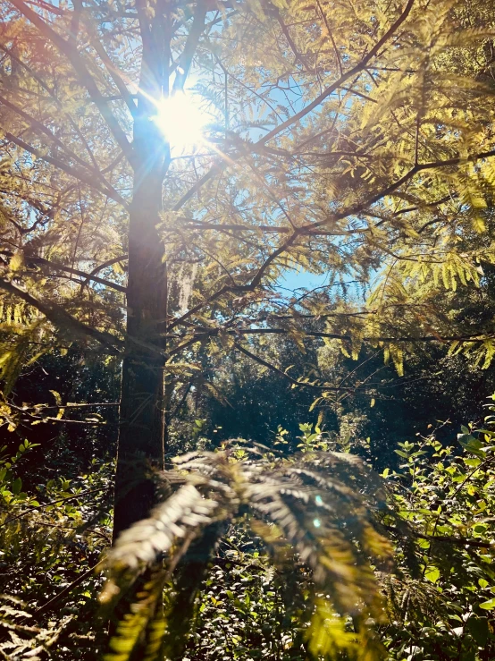 the sun is shining through the trees in the forest