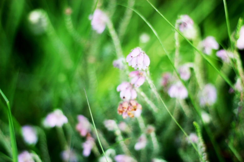 the pink flowers are very small in size