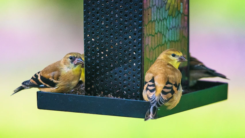 two small birds sitting on the edge of a bird feeder