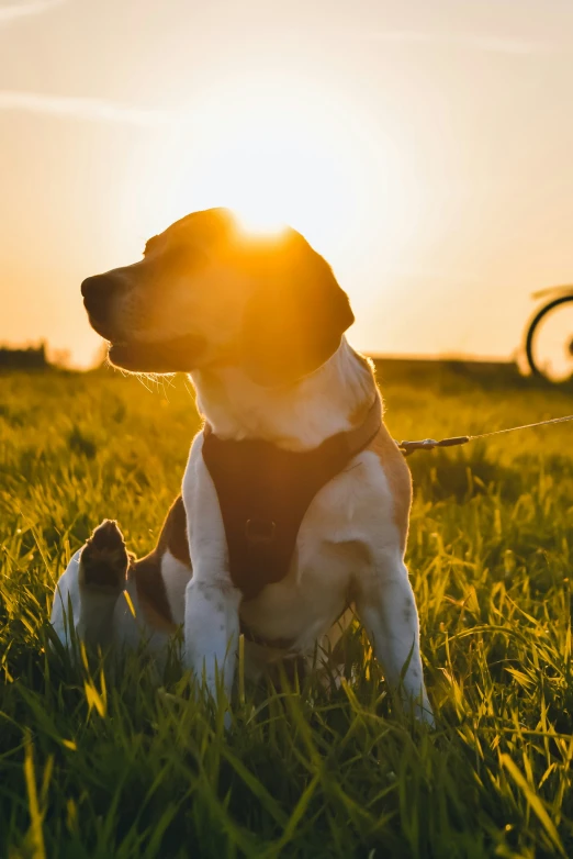 a beagle sitting on the grass while the sun is setting