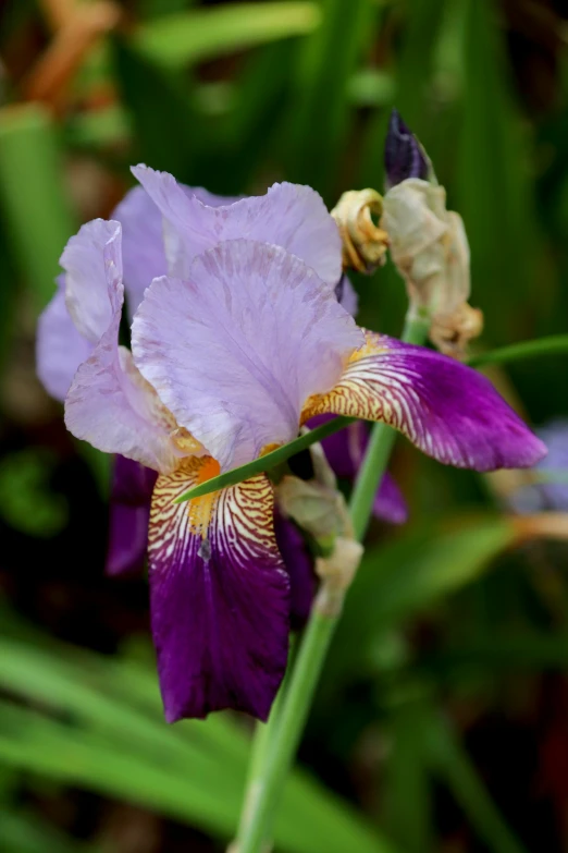 purple flowers are blooming through tall grass