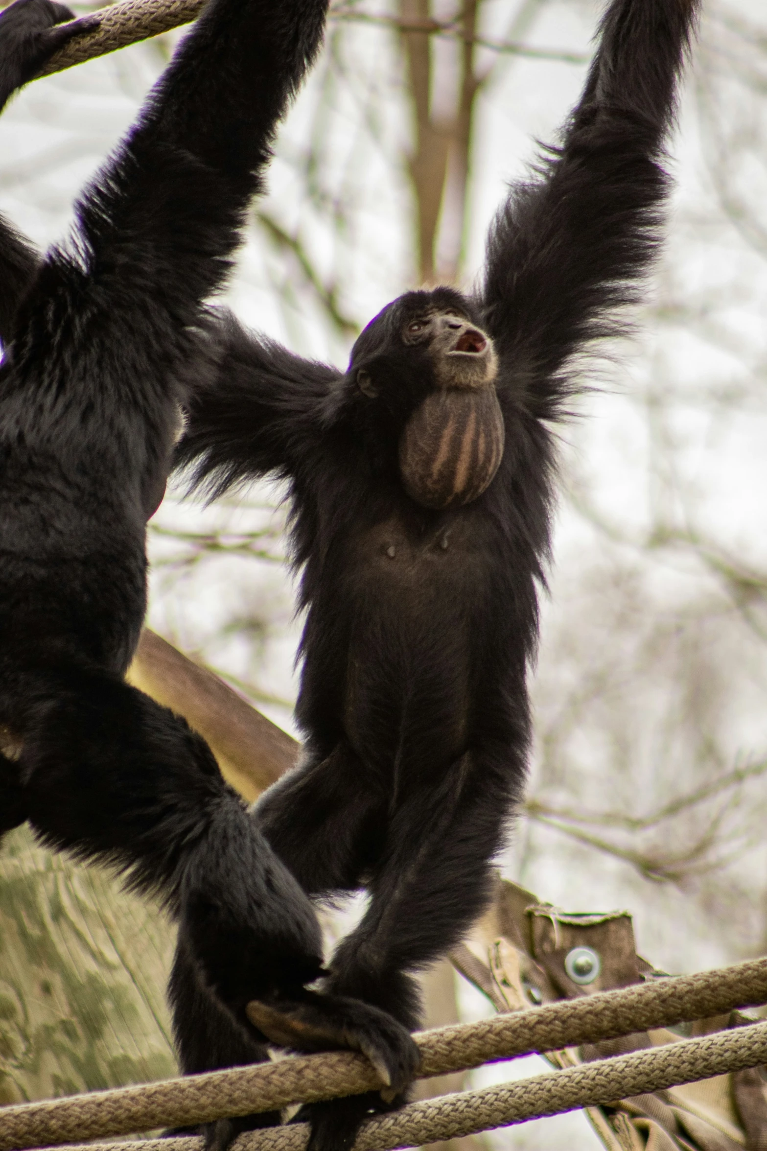 two small black monkeys climbing a rope together