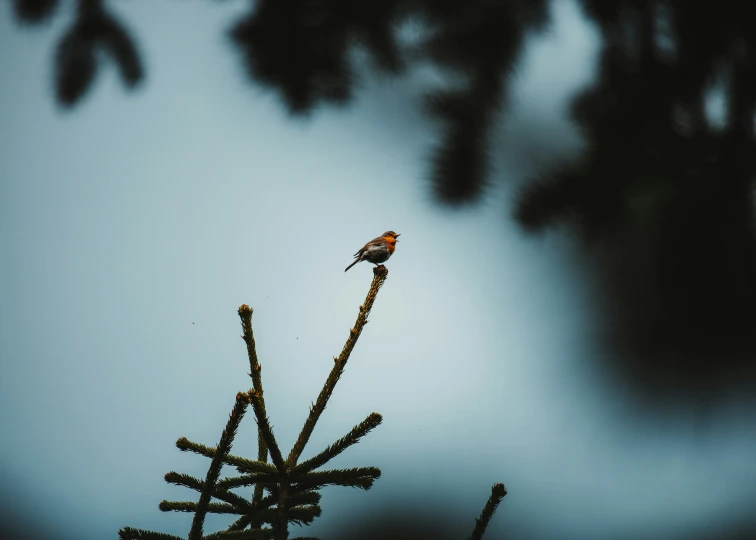 a bird sitting on the top of a tree in the snow