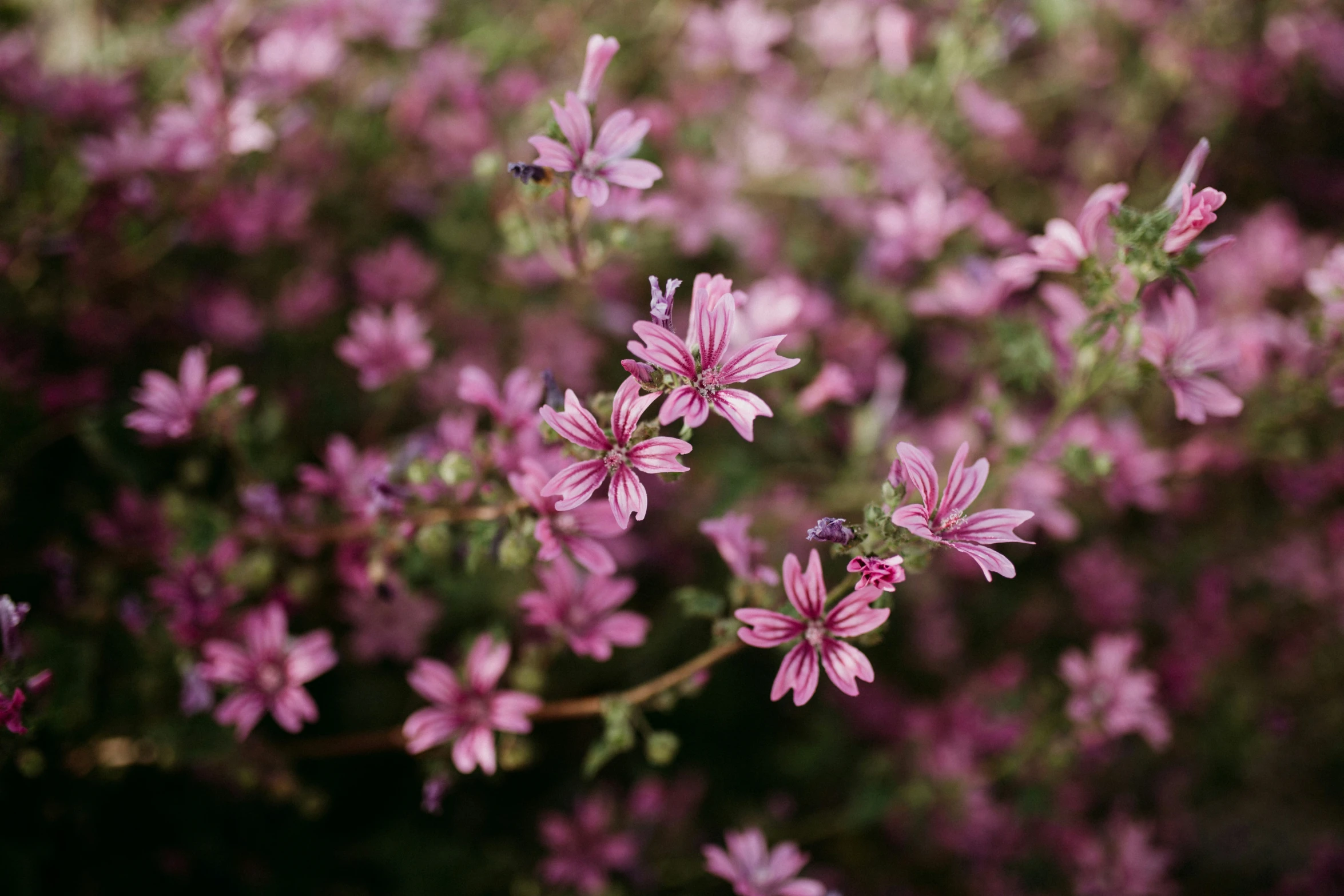 a group of pink flowers in a field