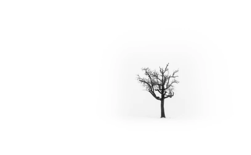 a bare tree standing in a snowy field
