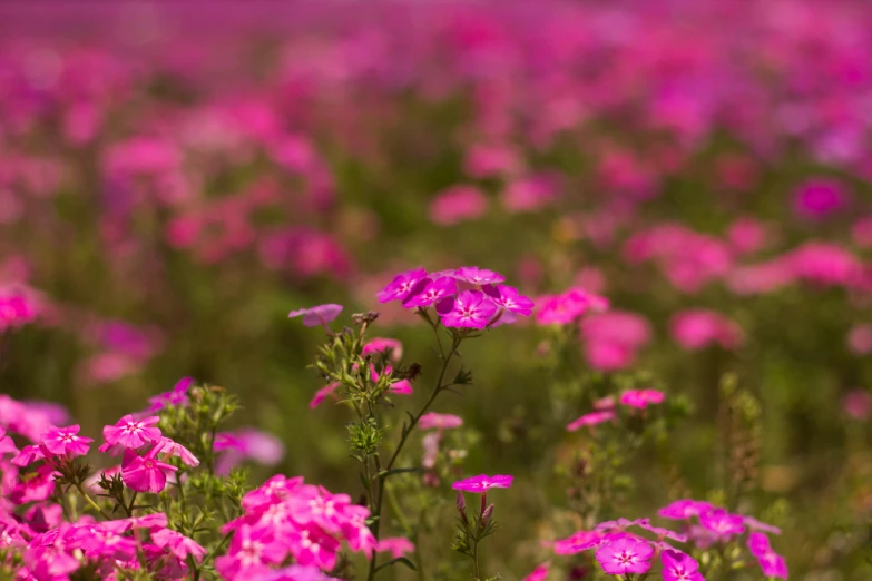 pink flowers with blurred background on sunny day