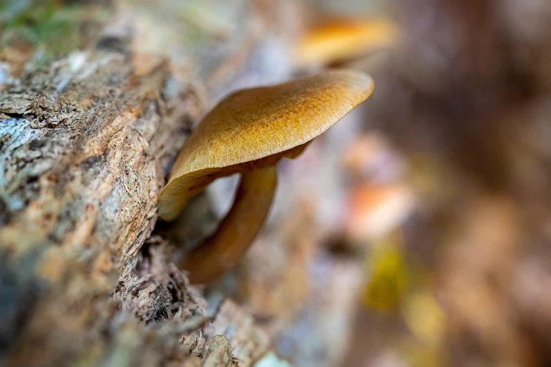 a mushroom growing out of the side of a tree