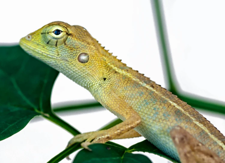 a lizard sitting on top of green leaves