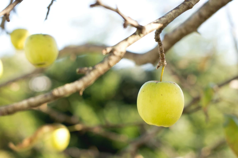 closeup of some kind of fruit that appears to have fallen from the tree