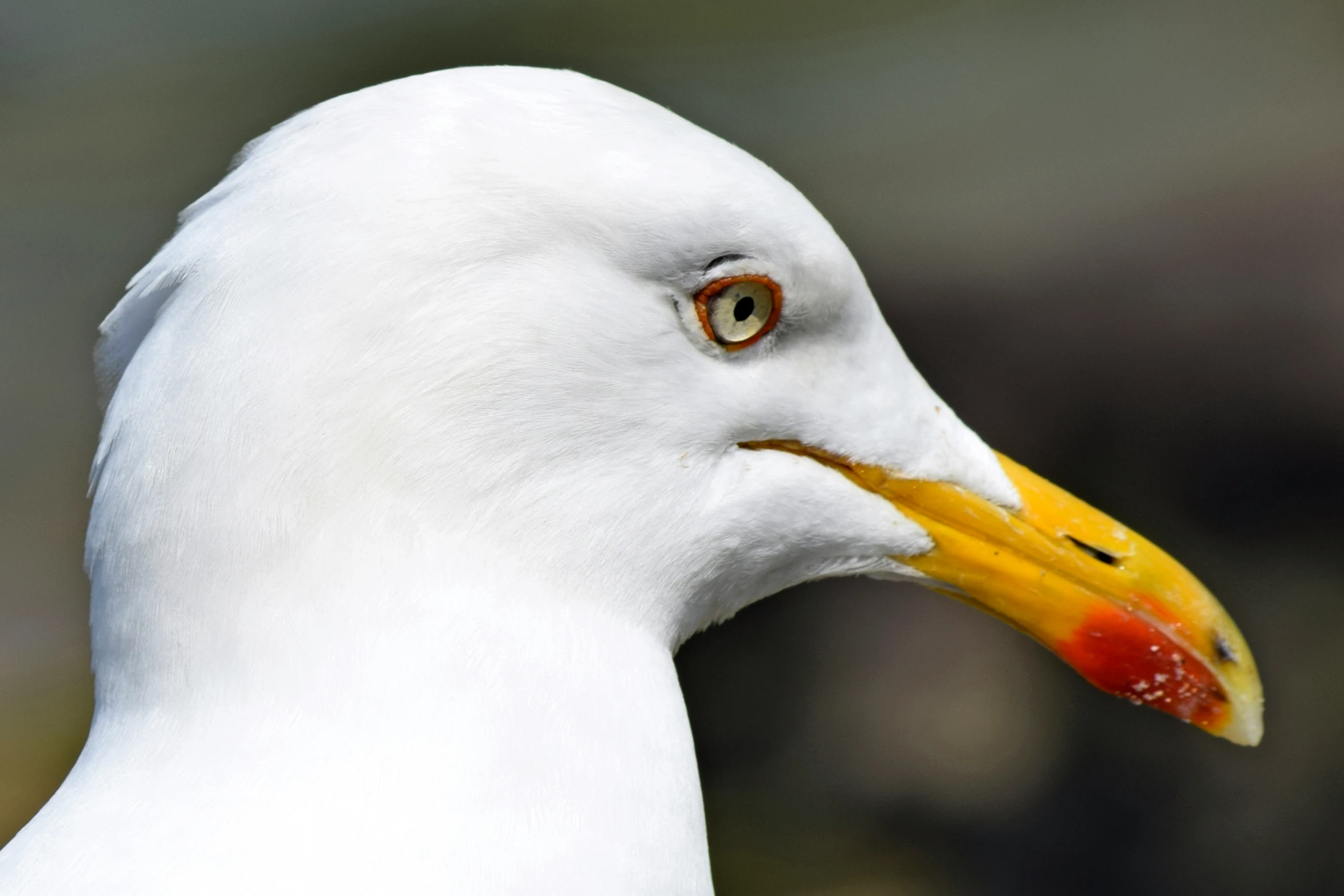 a close up s of the head and beak of a white seagull