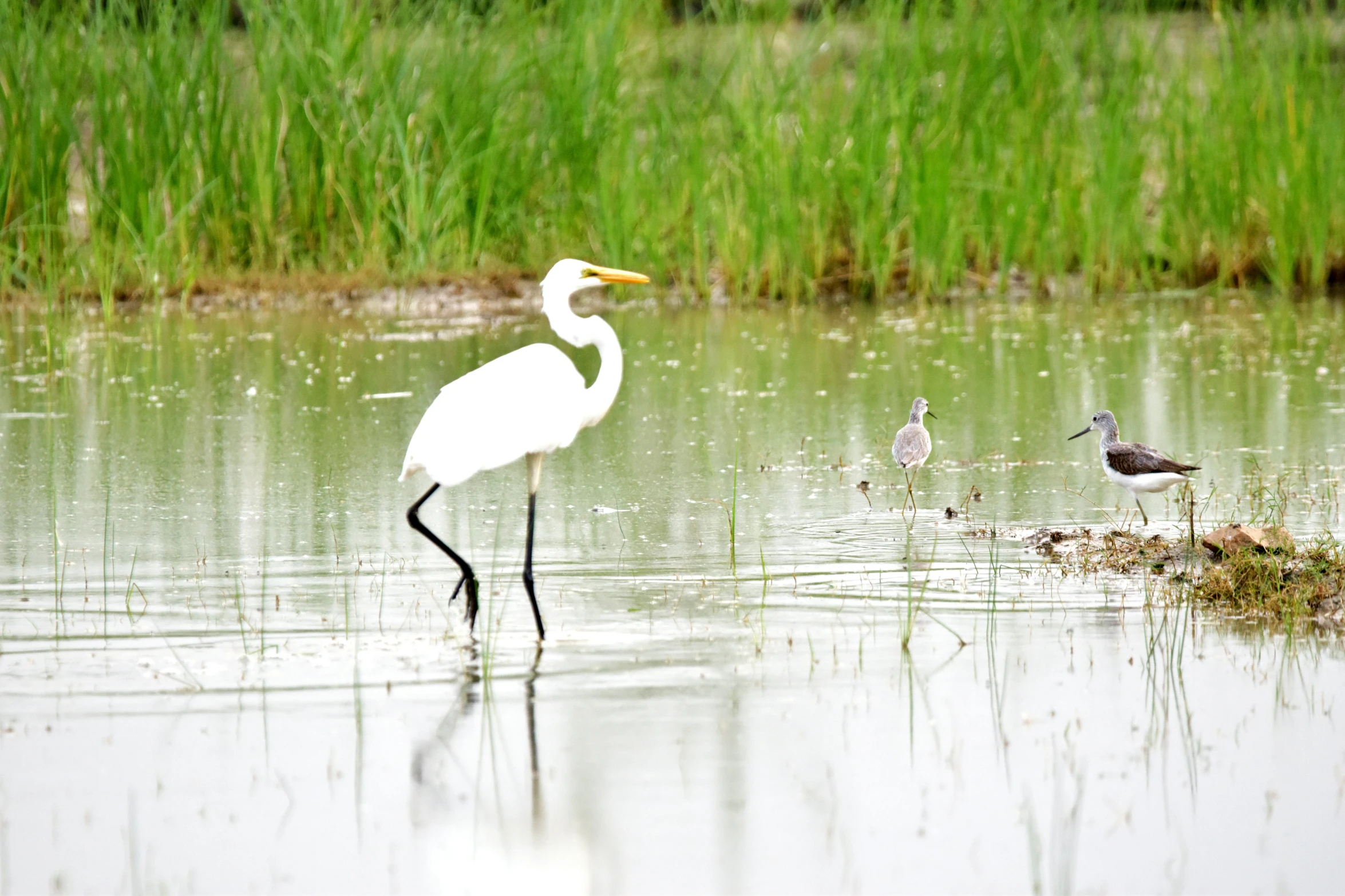 a bird in the middle of the water