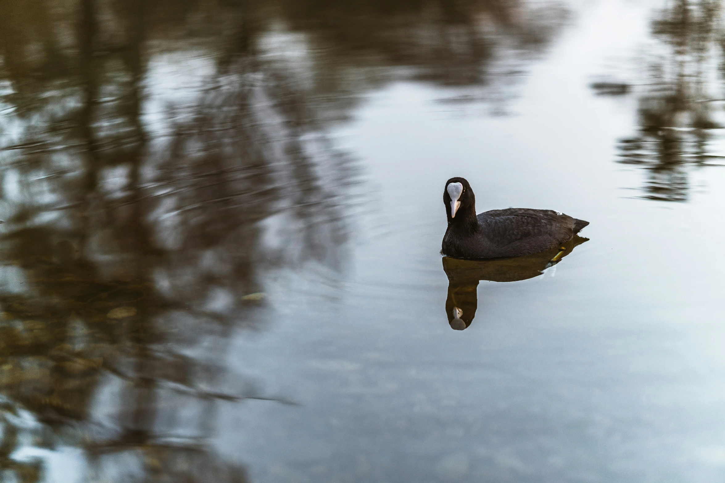 a black swan swims in the still water