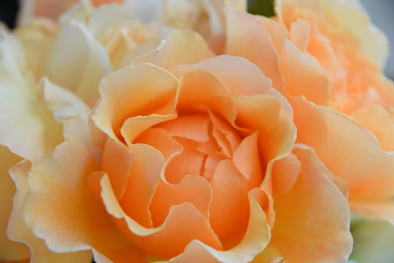close up of a single orange flower blossom